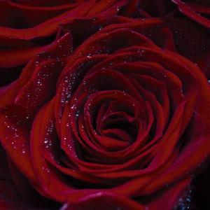 Diffuser - Bergamot & Red Rose