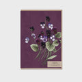 Card - Viola