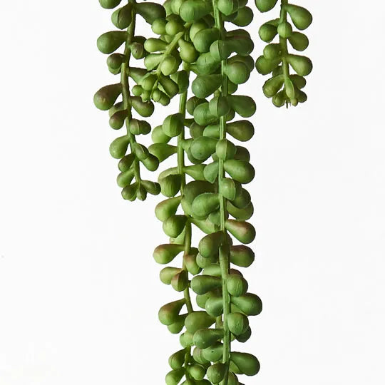 String of Pearls Hanging Bush - Green