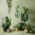String of Pearls Hanging Bush - Green