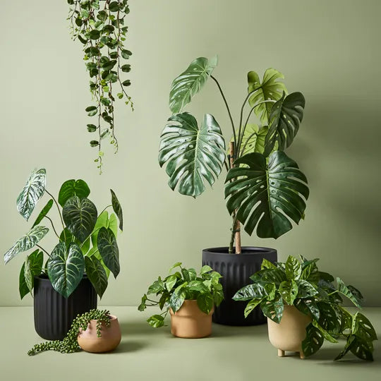 String of Pearls Hanging Bush - Green