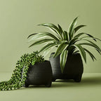 String of Pearls Hanging Bush - Green