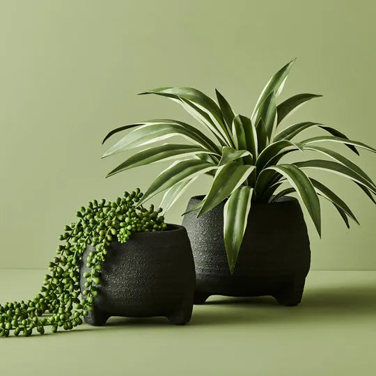 String of Pearls Hanging Bush - Green