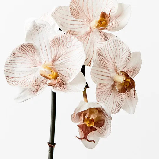 Orchid Phalaenopsis Infused Mini - Latte