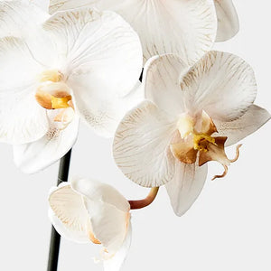 Orchid Phalaenopsis Infused Mini - Dove