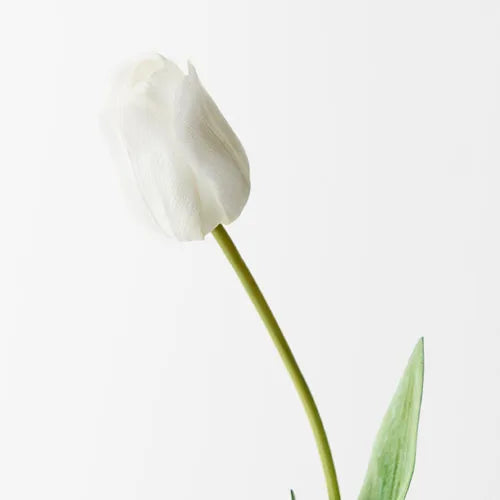 Tulip - White