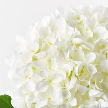 Hydrangea - White