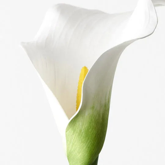 Calla Lily - White
