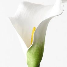 Calla Lily - White