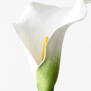 Calla Lily - White