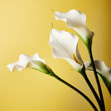 Calla Lily - White