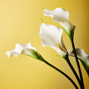 Calla Lily - White