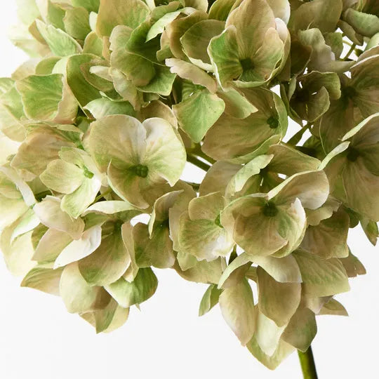 Hydrangea - Green