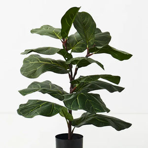 Fiddle Leaf Plant
