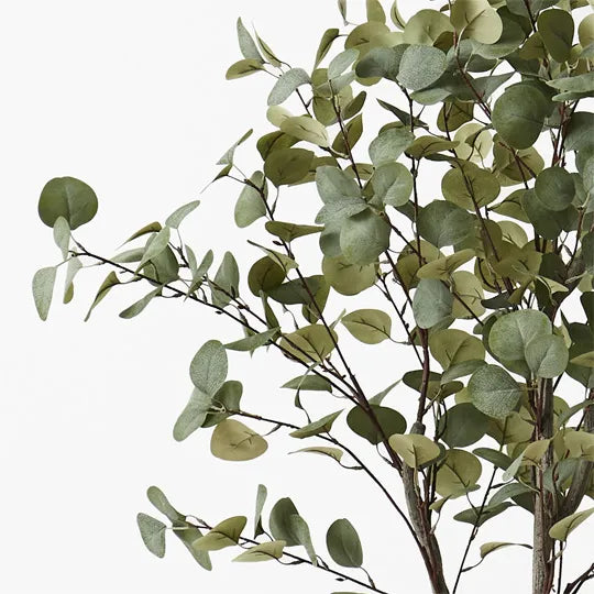 Eucalyptus Tree