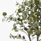 Eucalyptus Tree