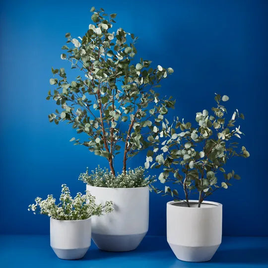 Eucalyptus Tree