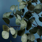 Eucalyptus Tree