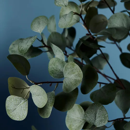 Eucalyptus Tree