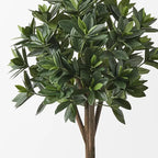 Sweet Leaf Topiary Tree