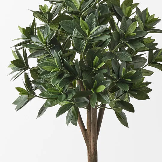 Sweet Leaf Topiary Tree