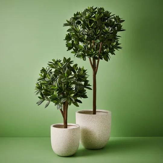 Sweet Leaf Topiary Tree