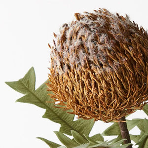 Banksia Acorn - Coffee