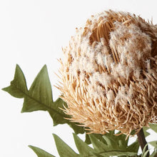 Banksia Acorn - Cream