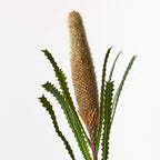 Banksia Pencil Cone - Coffee