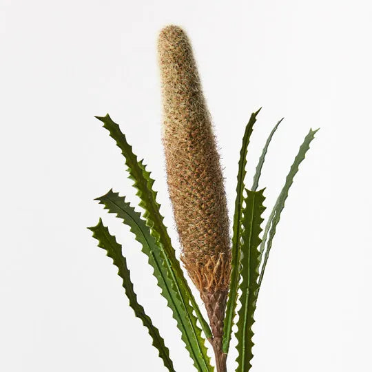 Banksia Pencil Cone - Coffee