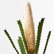 Banksia Pencil Cone - Cream