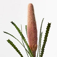 Banksia Pencil Cone - Pink