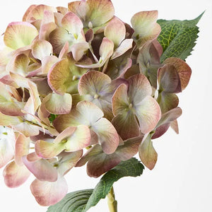 Hydrangea - Eggplant Green