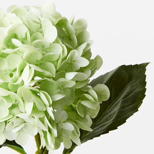 Hydrangea - Light Green