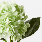 Hydrangea - Light Green
