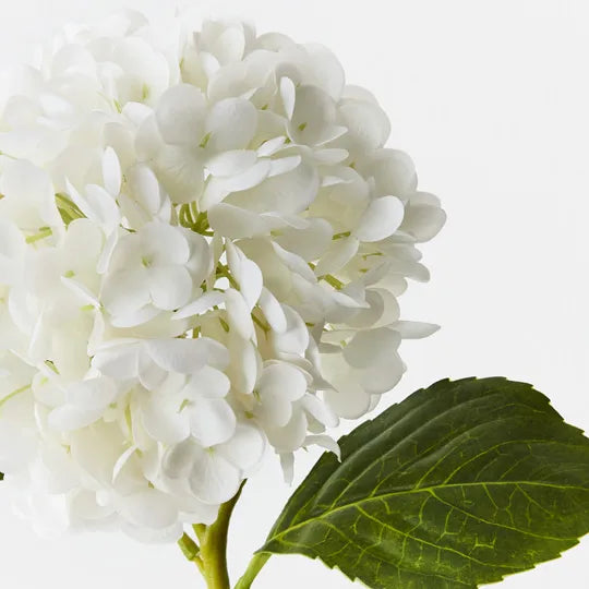 Hydrangea - Winter White
