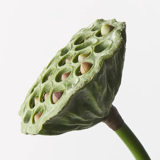 Lotus Pod - Green Burgundy