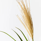 Pampas Grass Spray