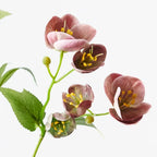 Hellebore Spray - Eggplant