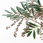 Seed Spray