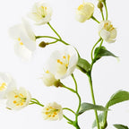 Hellebore Spray - White