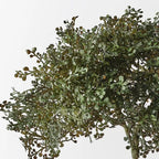 Baby Tear Bush
