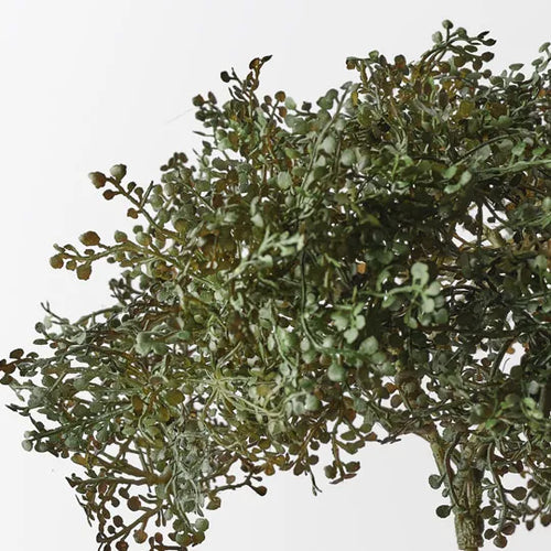 Baby Tear Bush