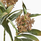 Skimmia Spray - Natural