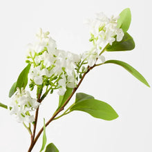 White Jasmine Spray