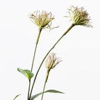 Clematis Seed Pod Spray