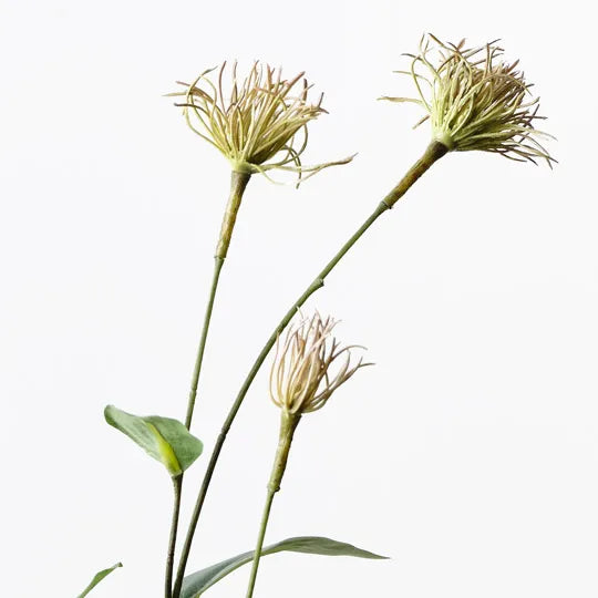 Clematis Seed Pod Spray