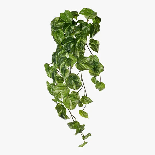 Pothos Hanging Bush
