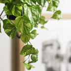 Pothos Hanging Bush