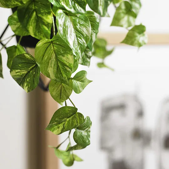 Pothos Hanging Bush